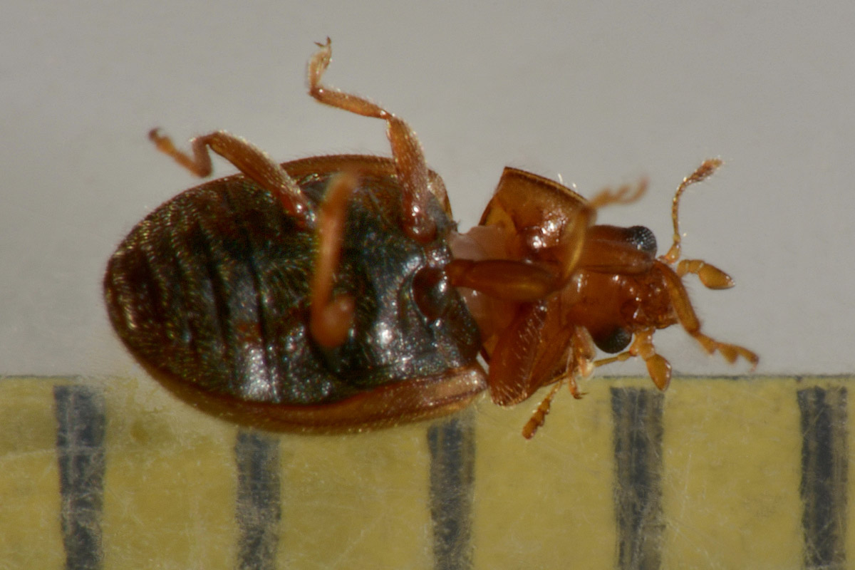 Coccinellidae: Rhyzobius cfr. litura